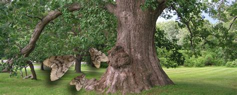 The chinkapin oak can reach a height of 40 to 50 feet in the landscape and 70 to 80 feet in the wild. Gypsy Moth Threatens North American Hardwood Forest