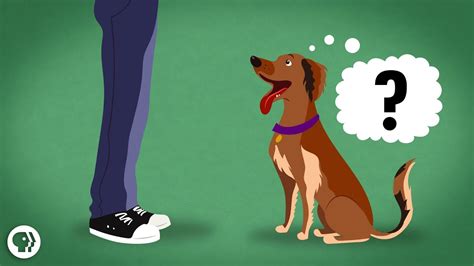 Since your dog can't tell you they have a fever, you'll have to look for some warning signs and symptoms. Does My Dog Know What I'm Thinking? - YouTube