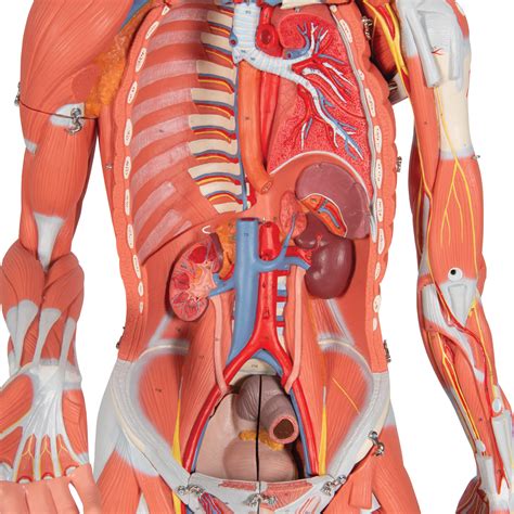 Internal parts of the penis. 3/4 Life-Size Female Human Muscle Model without Internal ...