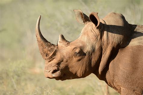 This tutorial collection contains both… Auctioning Rhino Horn | IWB