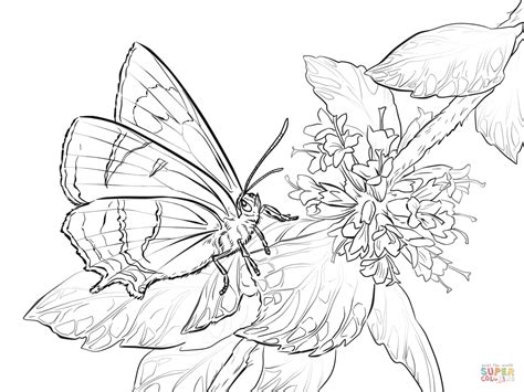 Advantages of coloring pages coloring pages for kids as an educational tool is an excellent method to improve motor skills, fine motor movement, hand to eye coordination, handwriting and color perception and recognition. Butterfly Coloring Pages | Free Coloring Pages - Coloring Home