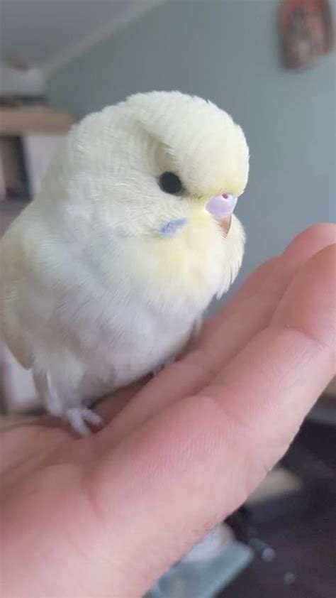 Cockatiels are intelligent birds that bond with their human family and rejecting a bird like this is heartless. Pet Birds For Sale Near Me - Pet's Gallery