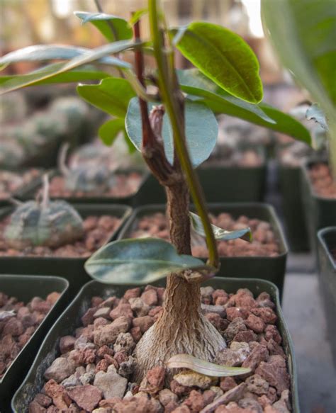 Nurseries in europe on the cactus mall. Petopentia natalensis - Cactus Jungle