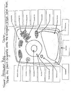 Animal cell coloring key will be very good for you only by clicking on the right and select save to download. CELLS #1 PLANT CELL COLORING WORKSHEET WITH QUESTIONS ...