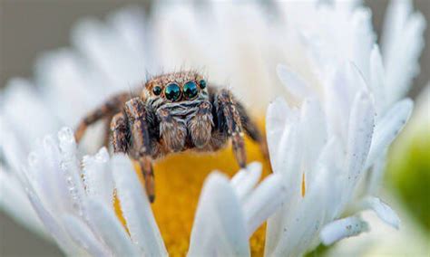 Check spelling or type a new query. This was on my doorstep last night. Wolf spider? Hudson ...