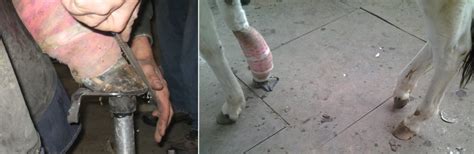 Repair of fds and fdp vs. Tendon Injuries | Butler Professional Farrier Schools
