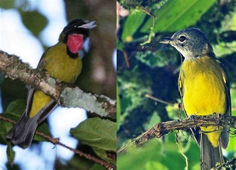 Burung blackthroat (serinus atrogularis) dikenal sebagi burung master yang populer di kalangan pencinta burung kicauan. Suara burung samyong memekakkan telinga: Dengar-download - OM KICAU