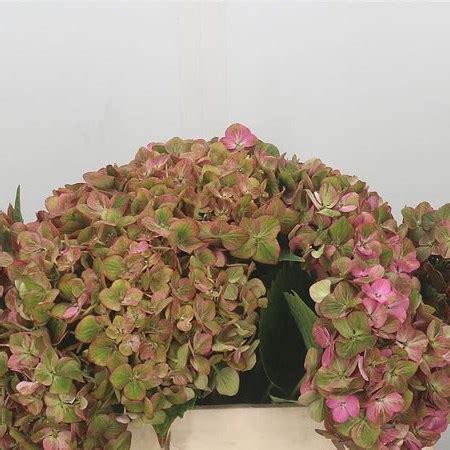 In just one day i turned pink hydrangeas blue !! Hydrangea Opal Classic Green/Pink 40cm | Wholesale Dutch ...