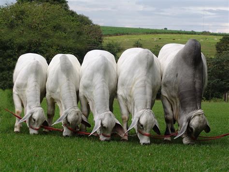 (transitive) to procreate, to beget, to generate, to engender. Tabapuã: Conheça o "zebu brasileiro" - Procreare