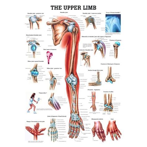The bursa is a small sac of fluid that cushions and. The Upper Extremity Laminated Anatomy Chart | Shoulder ...