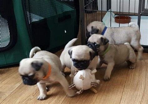 Browse thru our id verified puppy for sale listings to find your perfect puppy in your area. Pug Puppies For Sale | Florida 436, FL #285396 | Petzlover