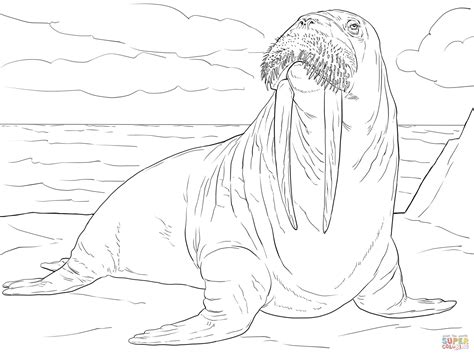 These creatures store a lot of subcutaneous fat to keep them warm in cold water. Adult Male Walrus coloring page | Free Printable Coloring ...