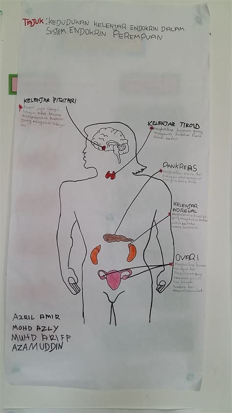 Secara amnya, kesemua ovum dicipta sewaktu dilahir. Idea P&P Sains : Sistem Endokrin Manusia : Lelaki dan ...