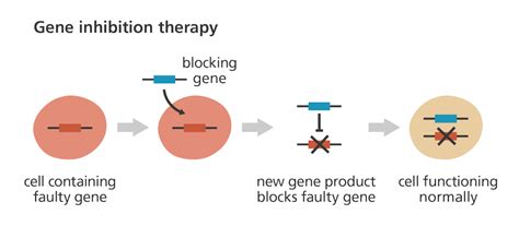 What is gene therapy? | Gene therapy, Therapy, Gene