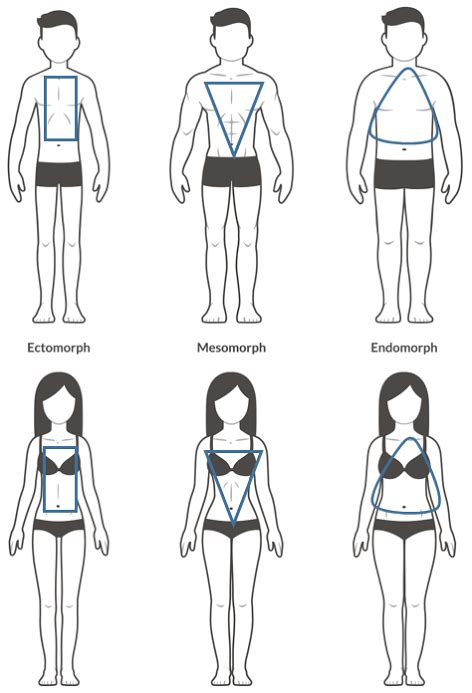 Once you've sketched a female body, you can. Diagram showing male and female versions of the three body ...