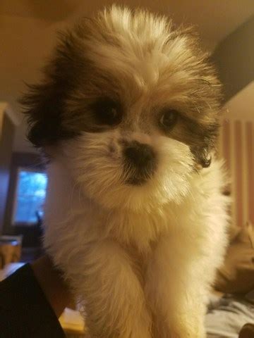 Shitzu puppies seem to be quite small, extremely sweet, and quite lovely. Shih Tzu puppy dog for sale in Hendersonville, North Carolina