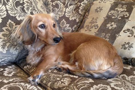 We would love to help make your cream dachshund puppy dreams come true! Longhaired Shaded English Cream Dachshund | Dachshund