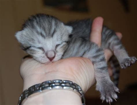 Wunderschöne kanadische sphynx kitten geboren am 4.05.2021 suchen ein neues zuhause. Süße getigerte Katzenbabys - Kitten abzugeben ...