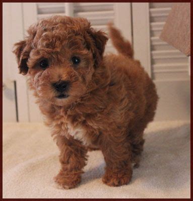 This little gem is vet checked, up to date on shots and wormer, plus comes with a 1 year genetic health guarantee provided by the breeder. Cavapoo Puppies For Sale Illinois