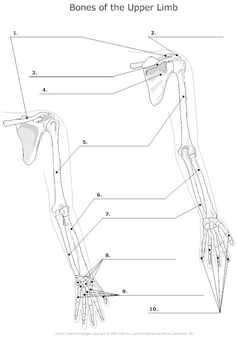 The second largest bone in physique is the tibia, additionally known as the shinbone. 16 Best Images of Ulna Anatomy Worksheet - Unlabeled ...