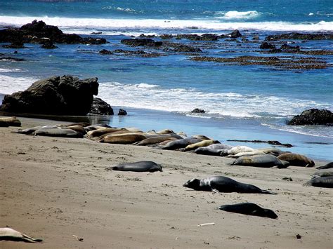 Things to do in san luis obispo, california: Hearst Nude Beach - San Luis Obispo County