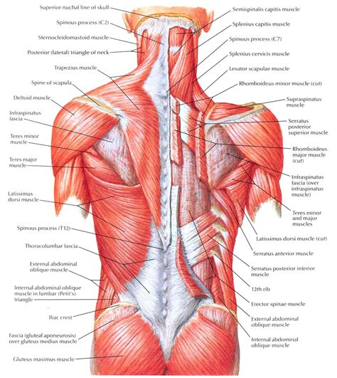What organs are in the lower back? Pin en Anatomy/sculpture references