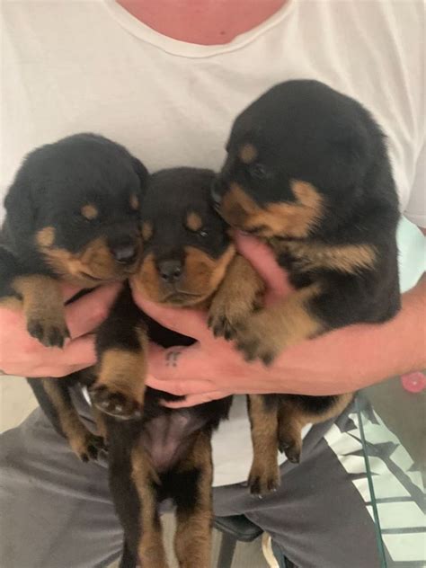 Cute Rottweiler puppies for sale FOR SALE ADOPTION from ...