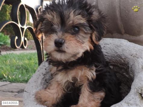 Greenfield puppies has puppies for sale in ohio! Yorkie Poo Puppies For Sale In Ohio - Pets Lovers