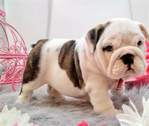 Feel free to browse our webpage and we hope you find the perfect english bulldog puppy for you and your lovely family. English Bulldog Puppies For Sale | Tampa, FL #333607