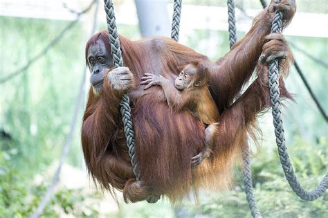 The major threat in borneo is the loss of the ecological integrity of the islands' lowland ecosystems and hunting. Welt-Orang-Utan-Tag in Hellabrunn - Hellabrunn ...