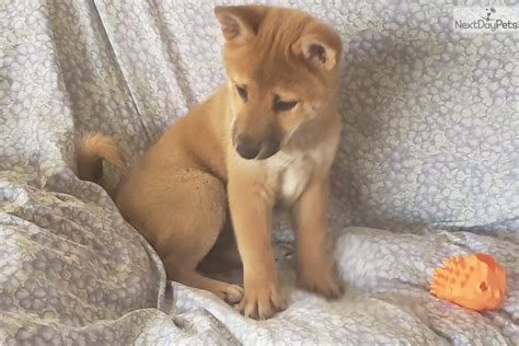 We don't see any shiba inus available for adoption right now, but new adoptable pets are they may not be shiba inu puppies, but these cuties are available for adoption in los angeles, california. Shiba Inu puppy for sale near San Diego, California. | 2205955e-50c1