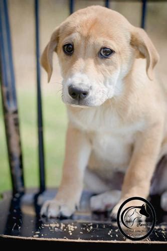 Golden retrievers are large breed sporting dogs. Aurora's male puppies Golden Retriever Baby - Adoption ...