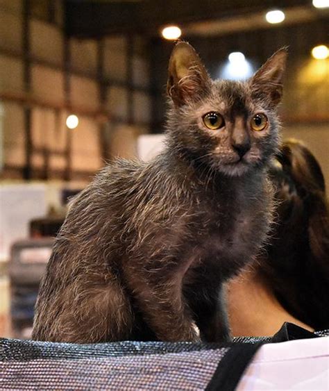 Called the wolf cat or the werewolf cat, the lykoi is a new breed of cat which has only been around for a few years now. Lykoi o gato lobo: características y fotos