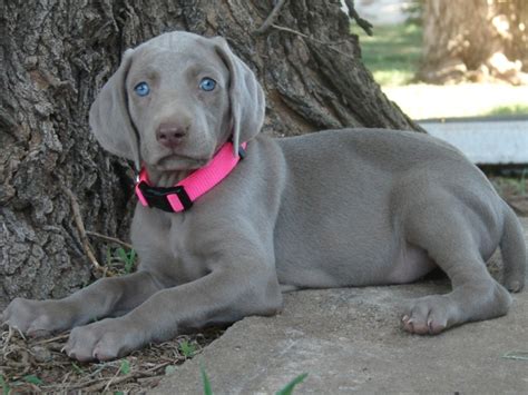 The cheapest offer starts at £2,000. AKC Weimaraner Puppies For Sale - DiscoverStuff