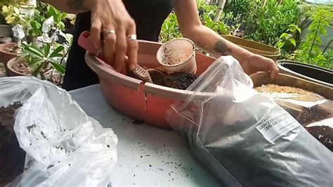 You could buy pots the right size to start any plants or seedlings from any gardening center, but none of them, even the ones made from natural or recycled materials. Potting mix for adenium(desert rose) - YouTube