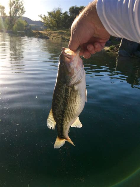 Locate your favorite store in your city. Folsom Lake CA Fishing Reports, Map & Hot Spots