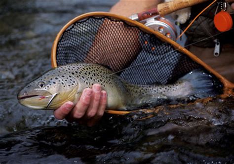 Brook trout are widely distributed from high mountain lakes to headwater tributaries. A Corner On The Trout Market