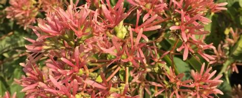 Heptacodium miconioides seven son flower. heptacodium miconioides - Guillot Bourne