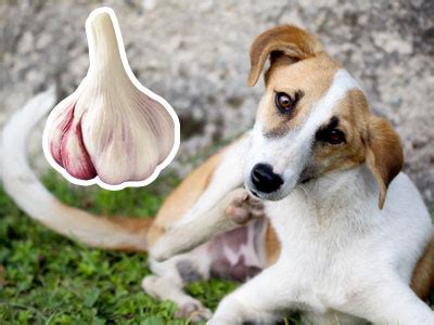 Symptoms of garlic toxicity in dogs and cats. Can Dogs Eat Garlic to Get Rid of Fleas? - FleasControl.com