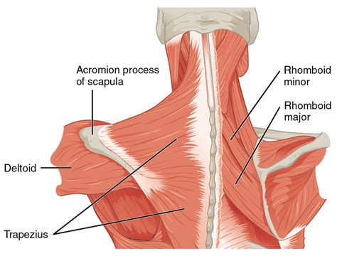 Fascia of the thorax between second rib and acromin of scapula insertion: Proper Anatomical Name For Muscles Around Rib Cage : 8 ...