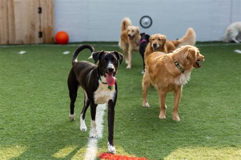 I have an australian shepherd named jeter that plays and watches over the dogs. Dog Boarding Near Me | Collar Club