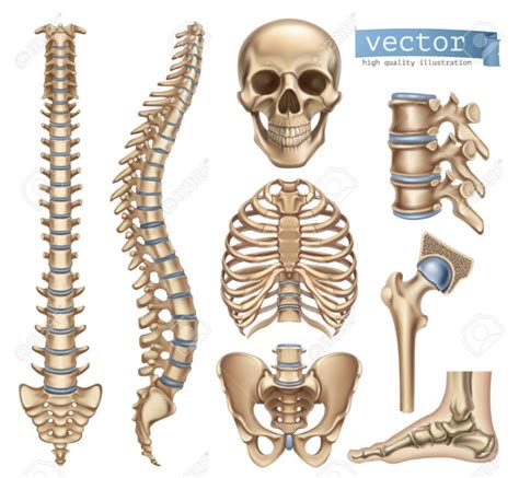 Lower jaw (mandible) collar bone. Back Bones Diagram / Vintage Anatomy Skeleton Images - The ...