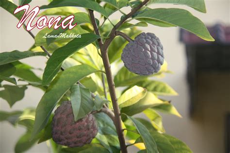Buah nona (annona squamosa) atau buah nona serikaya merupakan buah tropika yang kurang popular di malaysia tetapi ianya mudah dikenali kerana bentuk buahnya dan namanya. Amanda Putri's Garden: Khasiat Nona