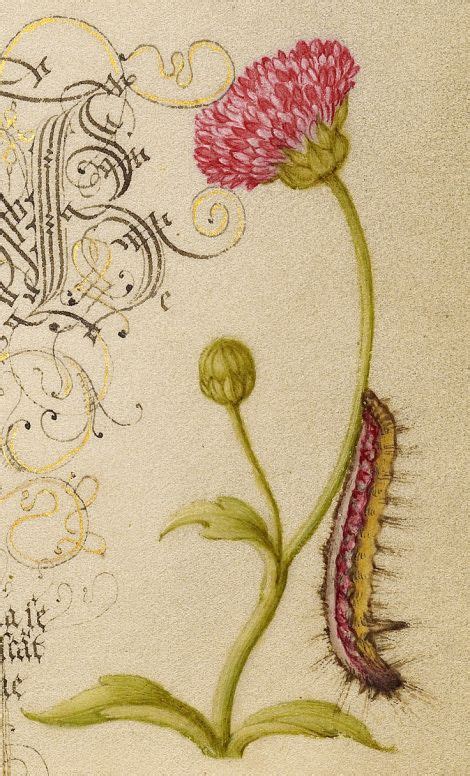 Joris hoefnagel's work has been offered at. Joris Hoefnagel, Flemish illustrator, 16th century (With ...