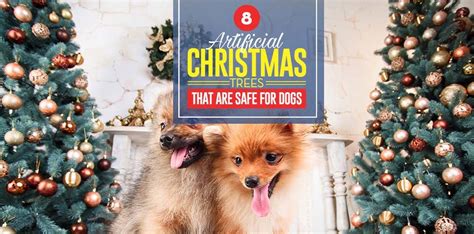 Maybe you would like to learn more about one of these? 8 Artificial Christmas Trees That Are Safe for Dogs