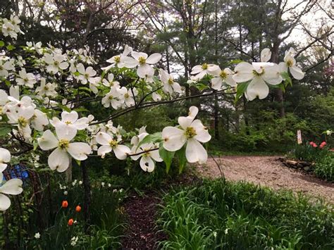 Summer flowering trees in missouri. Missouri's State Tree Flowering Dogwood — Gardening Charlotte