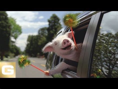 Gap insurance covers the difference between your car's actual value and what you owe on it if it's totaled in an accident or stolen. (154) Maxwell The Pig - GEICO Insurance - YouTube | Animals images, Pig commercial, Best commercials