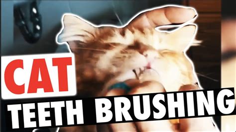 Like humans, cats' teeth also have to be brushed regularly. Brushing Cat's Teeth! | How to Brush Your Cat's Teeth ...