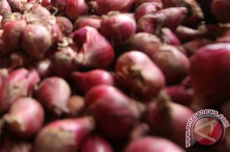 Pelatihan bawang merah oleh bi prov kaltara padi, jagung, kedelai, bawang dan cabai. Pelatihan Bawang Merah Oleh Bi Prov Kaltara ...