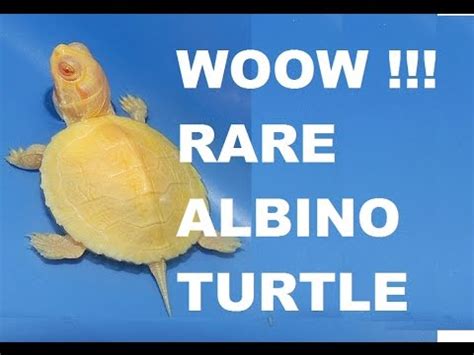 Albino florida softshell turtles are amazing looking captives , and make a great choice for out door ponds. Albino Soft shell turtle Viral vedio | Aqua pets - YouTube